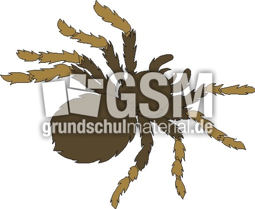 Spinne Vogel.tif